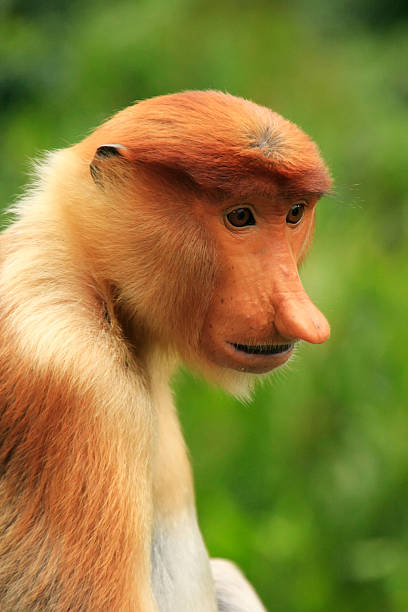 istock Portrait of Proboscis monkey, Borneo, Malaysia 485979179