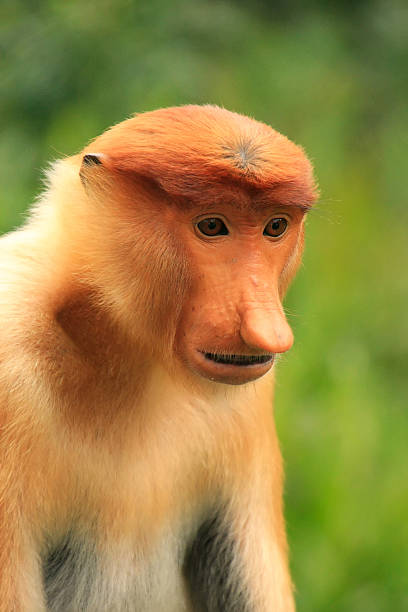 istock Portrait of Proboscis monkey, Borneo, Malaysia 485979183