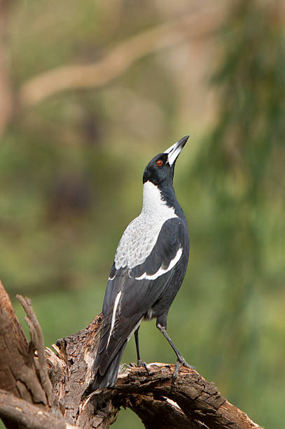 Magpie stock photo