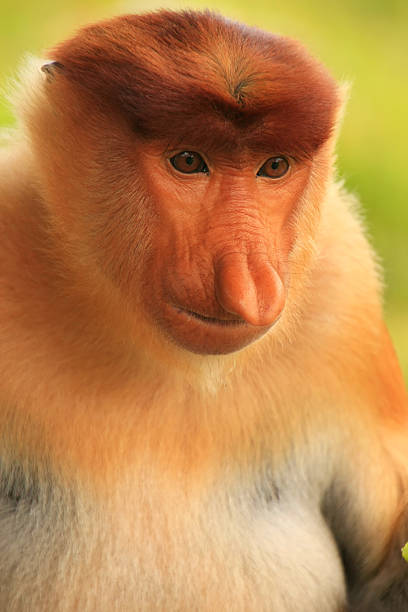 istock Portrait of Proboscis monkey, Borneo, Malaysia 485979993