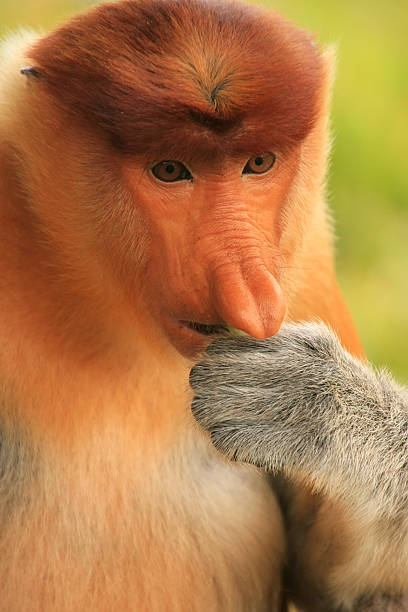 istock Portrait of Proboscis monkey eating, Borneo, Malaysia 485980021