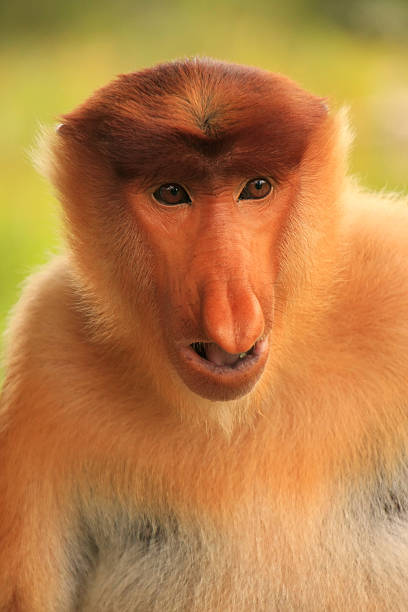 istock Portrait of Proboscis monkey, Borneo, Malaysia 485980065