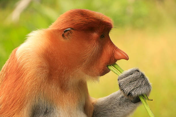 istock Portrait of Proboscis monkey eating, Borneo, Malaysia 485980115