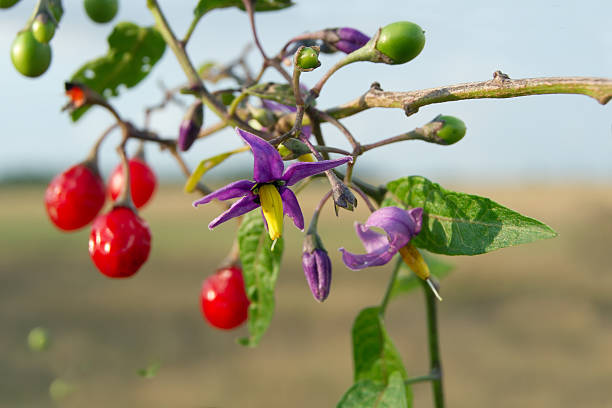 Red nightshade (Solanum dulcamara) Red nightshade (Solanum dulcamara) can be used for healing. bindweed photos stock pictures, royalty-free photos & images