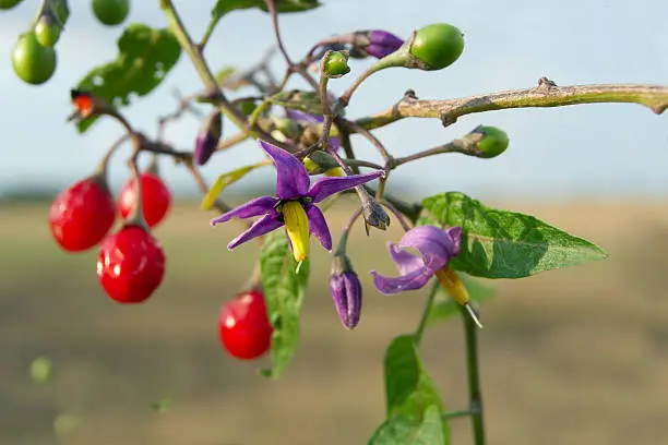 Red nightshade (Solanum dulcamara) can be used for healing.