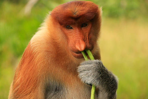 istock Portrait of Proboscis monkey eating, Borneo, Malaysia 485980139