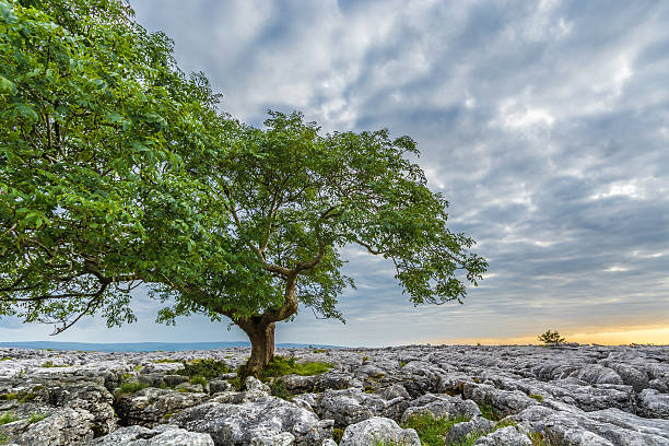 aislado verde árbol con un cielo nublado. - twistleton scar fotografías e imágenes de stock