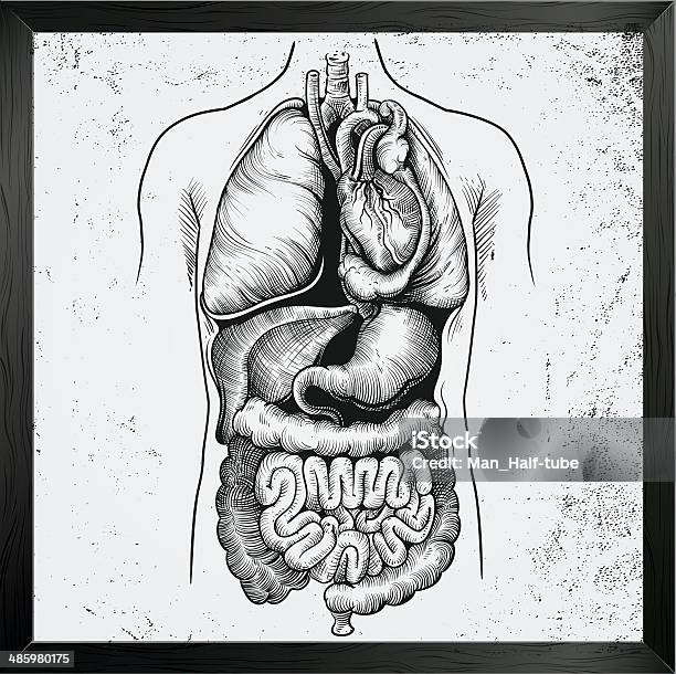 Human Internal Organs Stock Illustration - Download Image Now - Drawing - Art Product, Abdomen, Anatomy