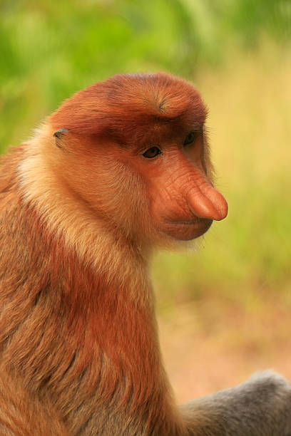 istock Portrait of Proboscis monkey, Borneo, Malaysia 485980201