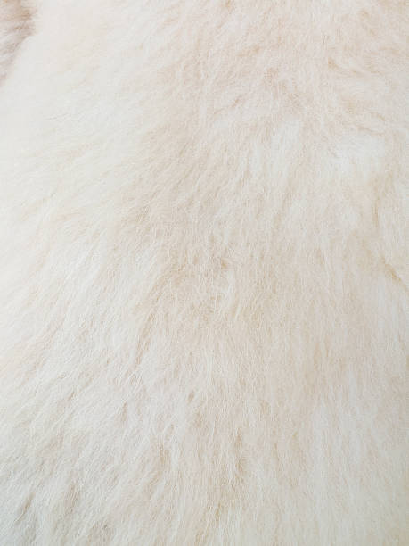 istock Close up of white skinned goat fur 485980228