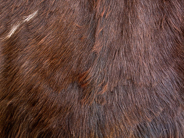 istock Close up of brown skinned goat fur 485980232
