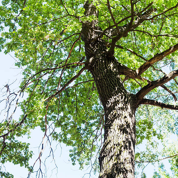 istock bottom view of oak tree top and trunk in summer 485980556