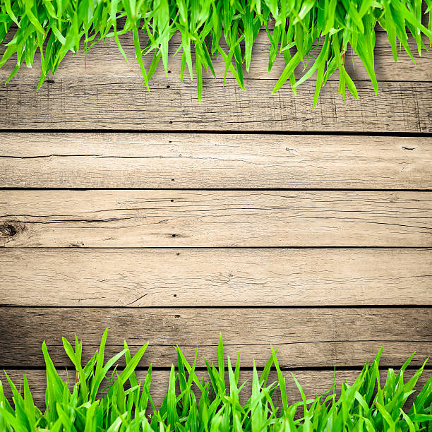 istock Green grass on wooden board and copyspace for text 485980959