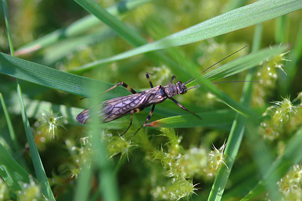 Stonefly Stonefly walking through the grass. plecoptera stock pictures, royalty-free photos & images