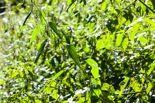 green nettle bushes lit by sun in forest in summer