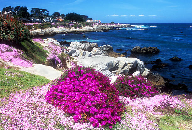 Ice Plant on the Monterey Peninsula in California Splashes of color from beautiful ice plant along the coastline on the Monterey Peninsula pacific grove stock pictures, royalty-free photos & images