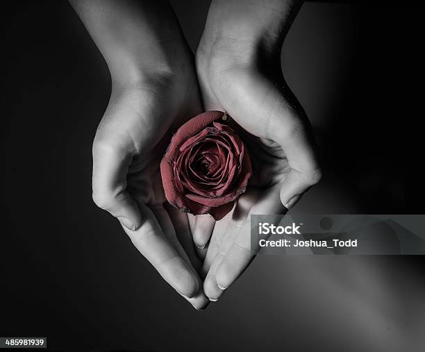Red Rose In Womens Hands Stock Photo - Download Image Now - Rose Petals, Red, Women