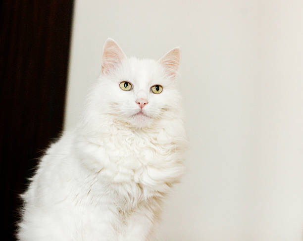 White furry big cat with green eyes stock photo