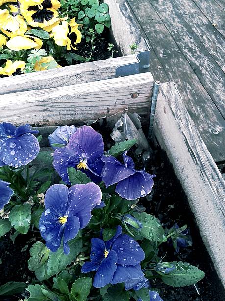 Blue pansy stock photo