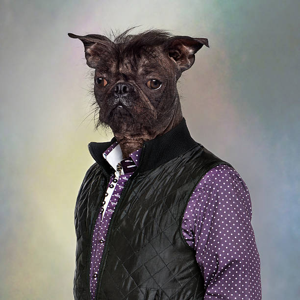 istock Hairless dog wearing a shirt and jacket, colored background 485983367