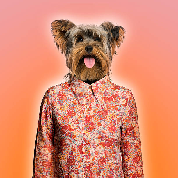 istock Yorkshire terrier wearing a shirt, orange background 485983375