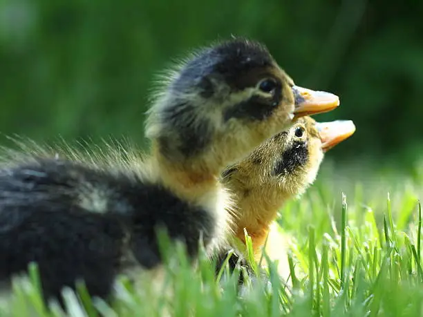 Two little ducklings over green grass.
