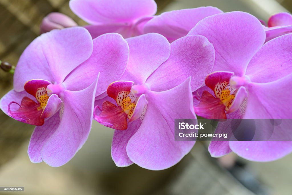 Orchid - Foto de stock de Belleza de la naturaleza libre de derechos