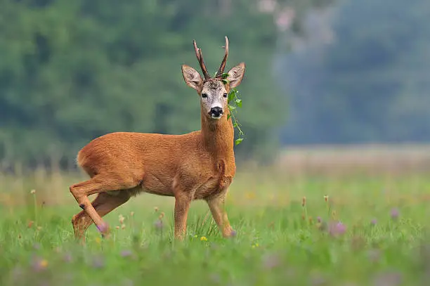 Photo of roe deer with weed around it's antlers