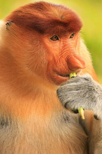 istock Portrait of Proboscis monkey eating, Borneo, Malaysia 485985117