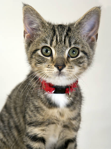 istock Cute kitten staring wide eyed at the camera 485985306