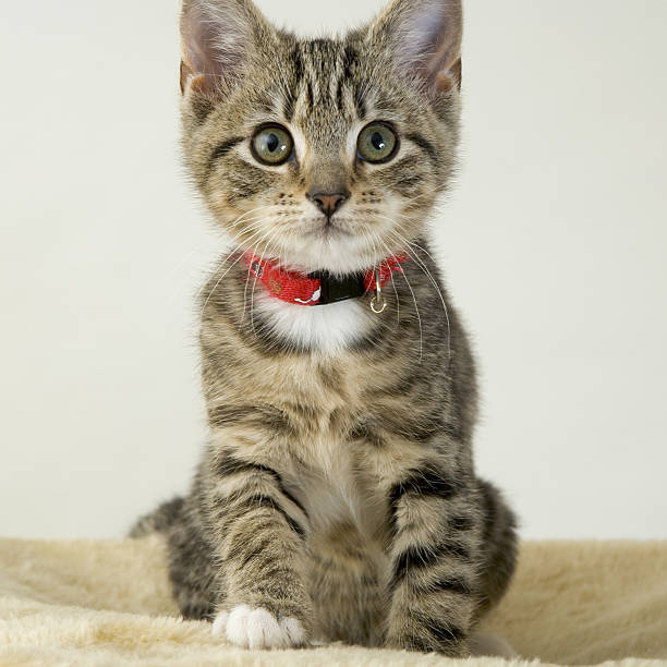 istock Cute kitten staring wide eyed at the camera 485985338