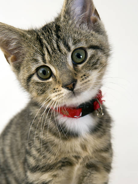 istock Cute kitten staring wide eyed at the camera 485985346
