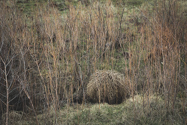 istock Ball of Thorns 485986318