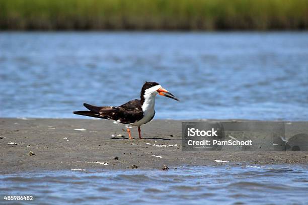 Black Skimmer Shorebird Close Up On North Carolina Sandbar Stock Photo - Download Image Now