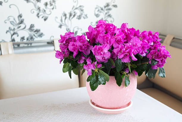 Pink azalea and rose stand on the floor in room stock photo