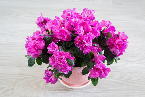 A Pink azalea and rose stand on the floor in room