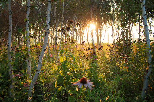 Birch grove