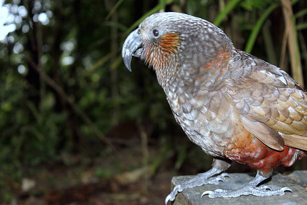 istock New Zealand Kaka Parrot 485991270