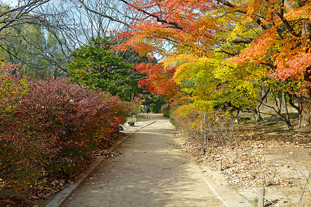 istock Japanese maple trees with Autumn color 485991498