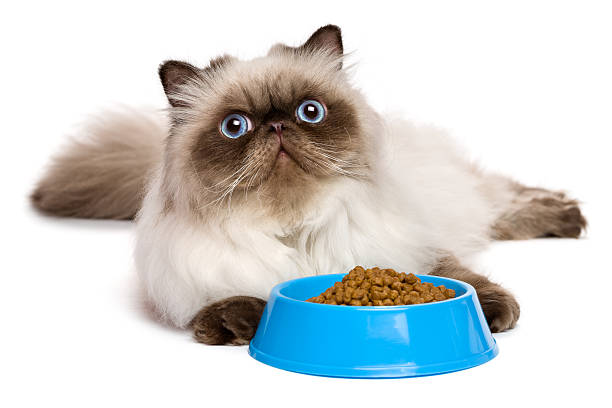 若いペルシャ猫を colourpoint のボウルキャットフード - pet food animals feeding cat food cat bowl ストックフォトと画像