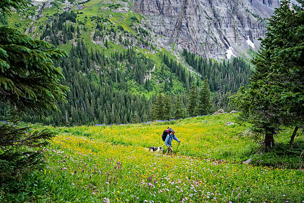 Hiking Among Beautiful Wildflowers and Mountain Scenery - Scenic landscape with colorful wildflowers and mountains with man and dog hiking through scenery.  Sneffels Wilderness, Colorado USA.