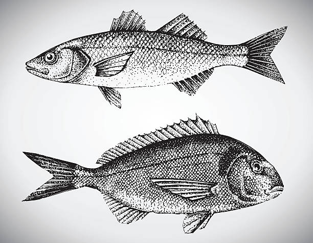 암퇘지 헤드 및 바다농어 벡터 일러스트 - sea bream stock illustrations