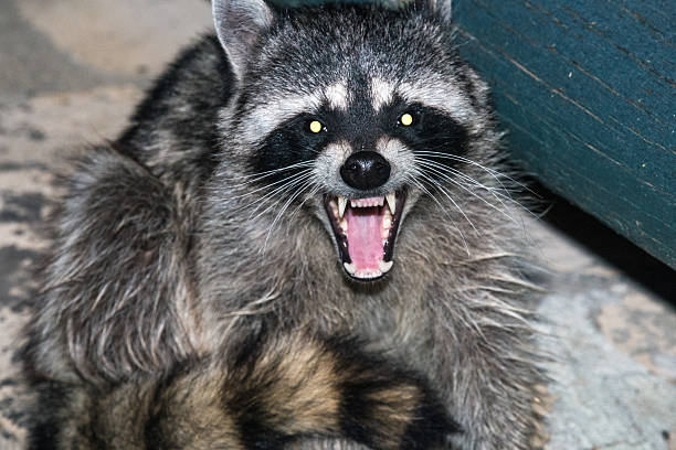 raccoon raccoon in woods growling at night racoon stock pictures, royalty-free photos & images