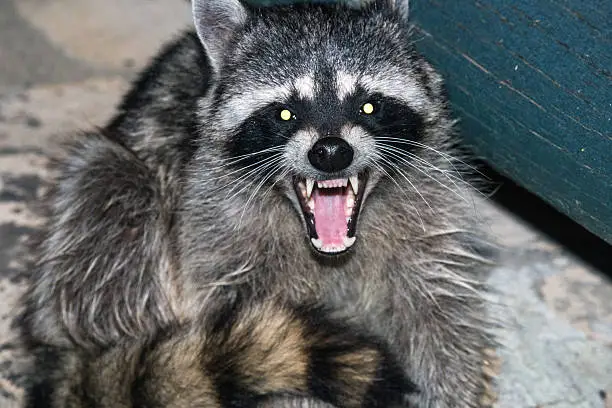 raccoon in woods growling at night