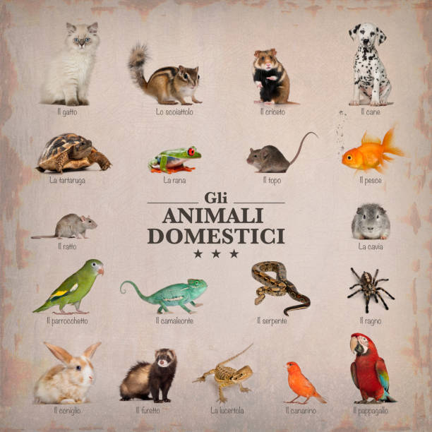 istock poster of pets in italian 485998975