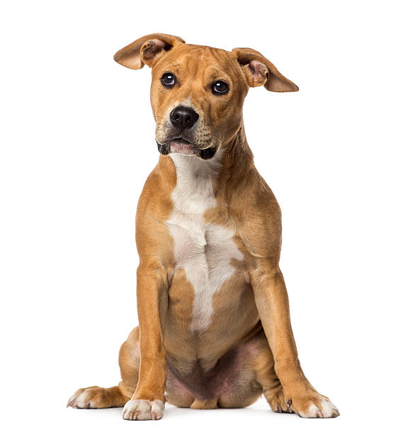 istock American Staffordshire Terrier sitting, isolated on white 485999007