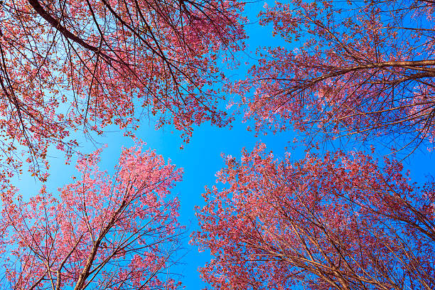 istock Branch with pink sakura blossoms 485999385