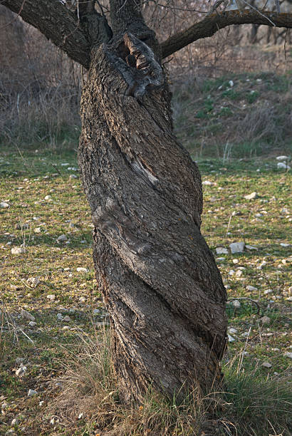 istock Twisted trunk of a almond (Prunus dulcis) 485999823