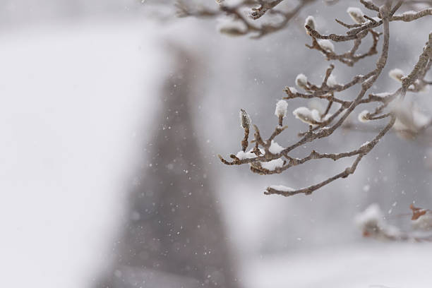 Winter Tree,snow fall,in Toyama,,Japan.