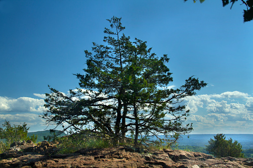 Eastern red cedar, Juniperus virginiana, near summit of Ragged Mountain, Berlin, Connecticut. Reddish basalt rock, or traprock of volcanic origin, in foreground.